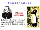 1.1孟德尔的豌豆杂交实验（一）课件2021-2022学年高一下学期生物人教版必修2