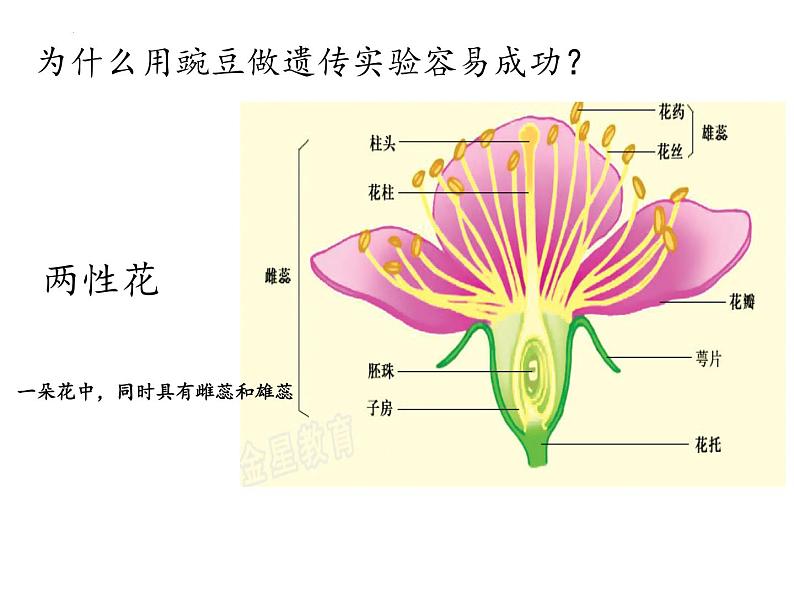 1.1孟德尔的豌豆杂交实验（一）课件2021-2022学年高一下学期生物人教版必修2第6页