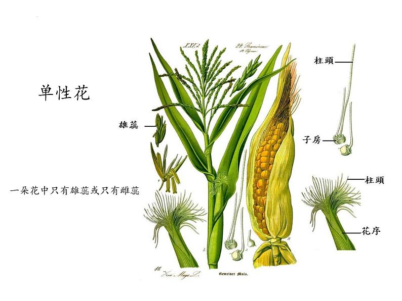 1.1孟德尔的豌豆杂交实验（一）课件2021-2022学年高一下学期生物人教版必修2第7页