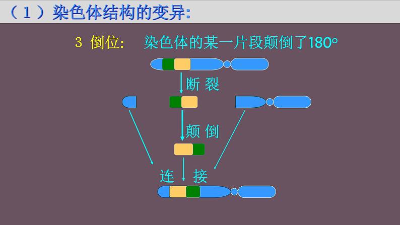 人教版《染色体变异》一轮复习课件第5页