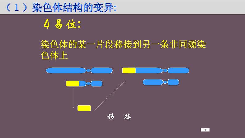 人教版《染色体变异》一轮复习课件第6页