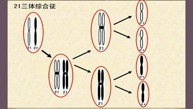 人教版《染色体变异》一轮复习课件第8页