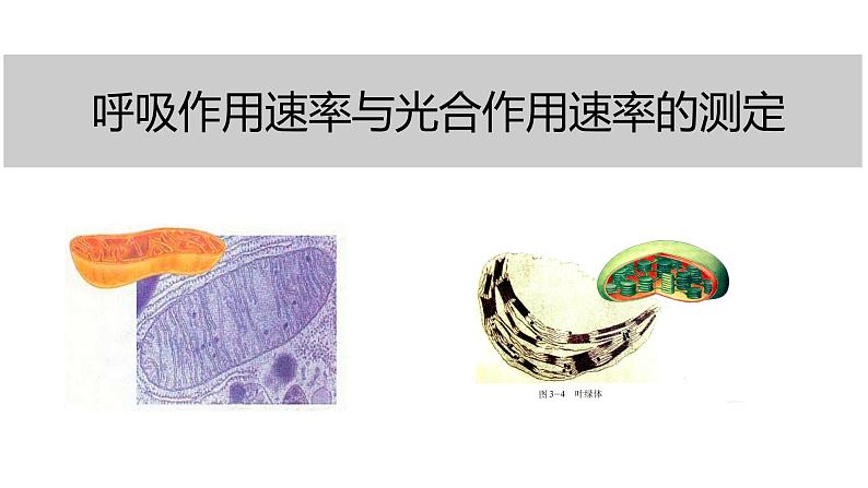 生物《呼吸速率和光合作用速率的测定》复习课件第1页