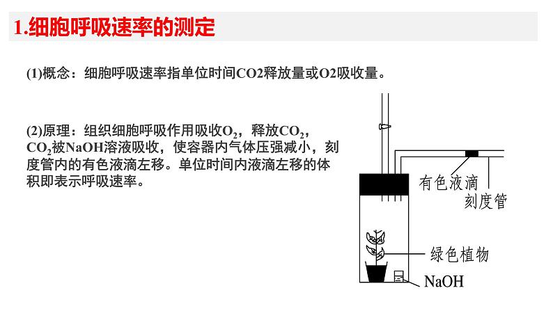 生物《呼吸速率和光合作用速率的测定》复习课件第2页