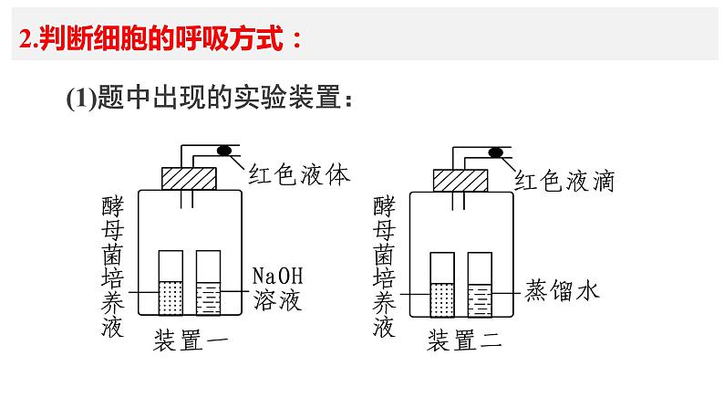 生物《呼吸速率和光合作用速率的测定》复习课件第4页