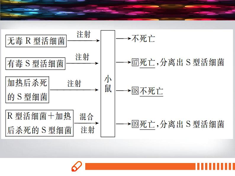 人教版《DNA是主要的遗传物质》一轮复习课件第3页