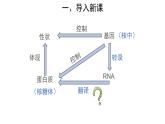 【教学课件】第1节 基因指导蛋白质的合成 第2课时 示范课件32