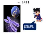 【教学课件】第2节 基因在染色体上 示范课件27