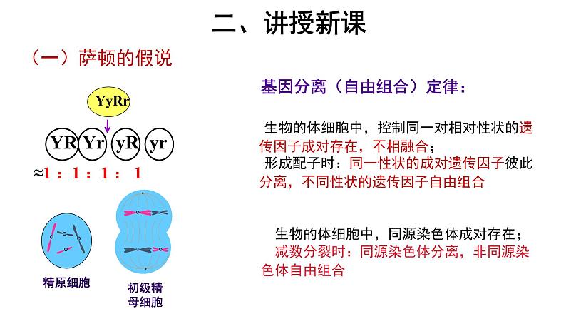 【教学课件】第2节 基因在染色体上 示范课件27第4页