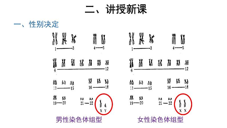 【教学课件】第3节 伴性遗传 示范课件4003