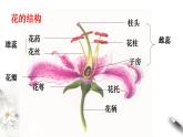 【新教材精创】1.1.1 孟德尔的豌豆杂交实验（一） 课件（1）-人教版高中生物必修2遗传与进化(共25张PPT)
