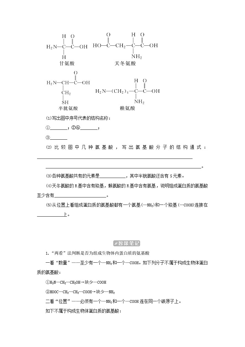 2022_2023学年新教材高中生物第2章组成细胞的分子第4节蛋白质是生命活动的主要承担者课堂互动探究案新人教版必修1 学案02