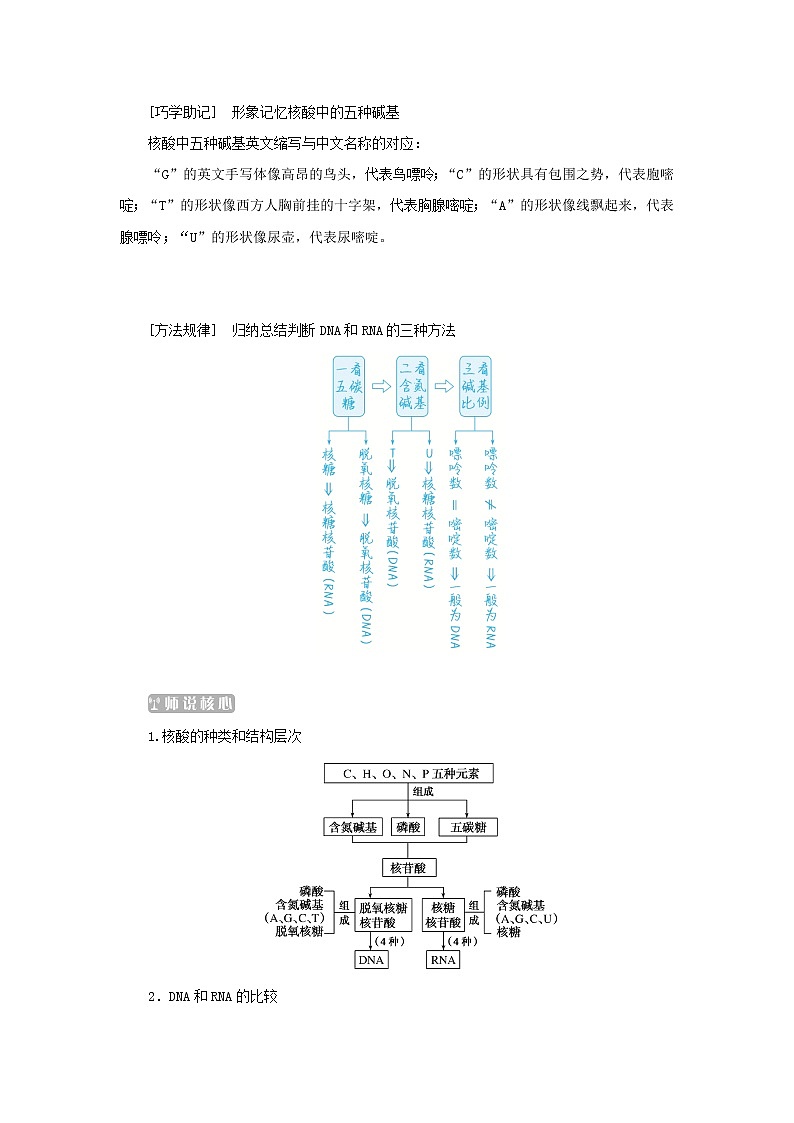 2022_2023学年新教材高中生物第2章组成细胞的分子第5节核酸是遗传信息的携带者课堂互动探究案新人教版必修1 学案03