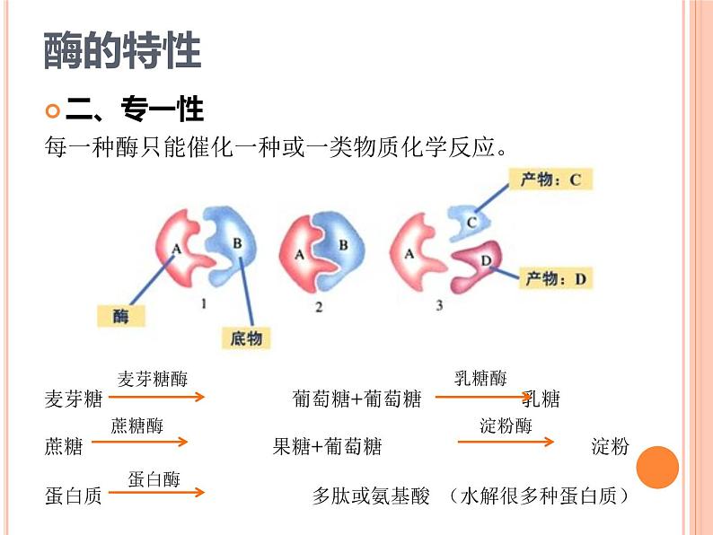 【2019人教版】必修1第5章第1节第2课时 降低化学反应活化能的酶（2） 课件PPT04