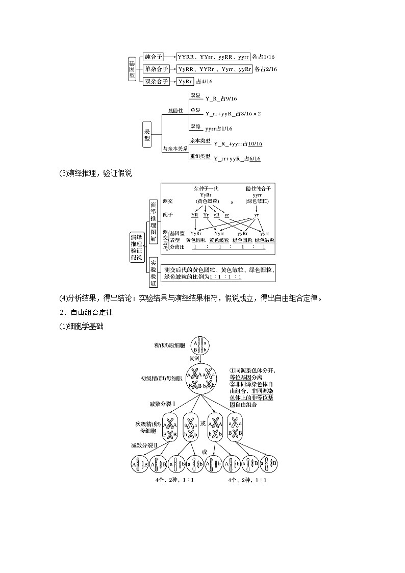 15 2022年高考生物一轮复习（新高考版2(鲁辽)适用） 第5单元 第15讲 基因的自由组合定律 教案02