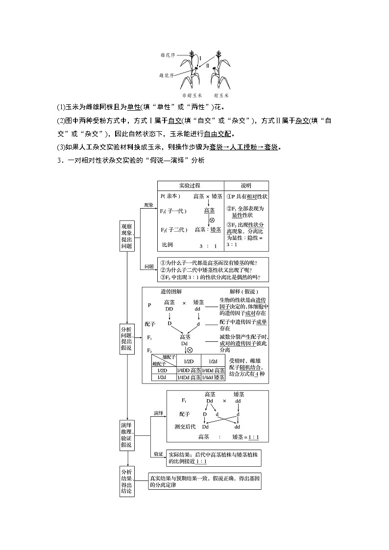 14 2022年高考生物一轮复习（新高考版2(鲁辽)适用） 第5单元 第14讲 基因的分离定律第2页
