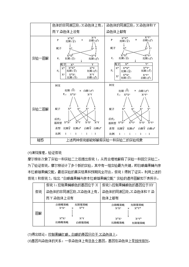 16 2022年高考生物一轮复习（新高考版2(鲁辽)适用） 第5单元 第16讲 基因在染色体上、伴性遗传和人类遗传病 教案02