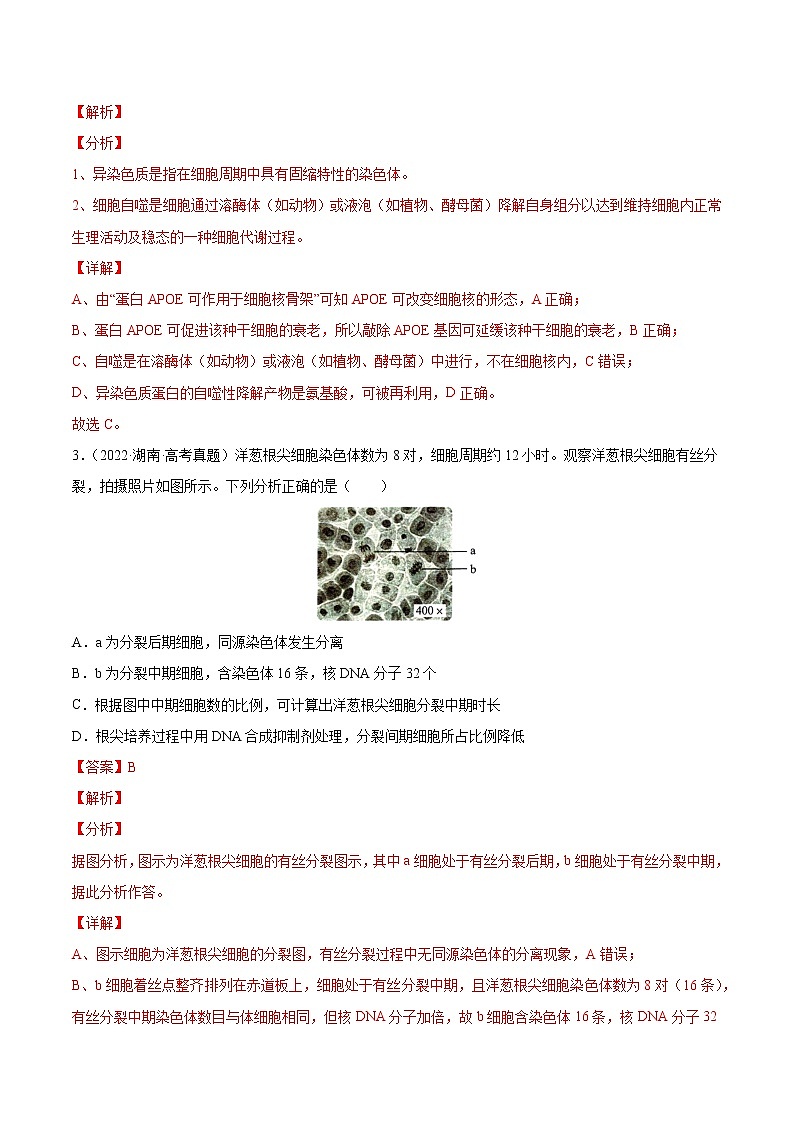 专题04 细胞的生命历程（包括减数分裂）-十年（2013-2022）高考生物真题分项汇编（全国通用）（解析版）02