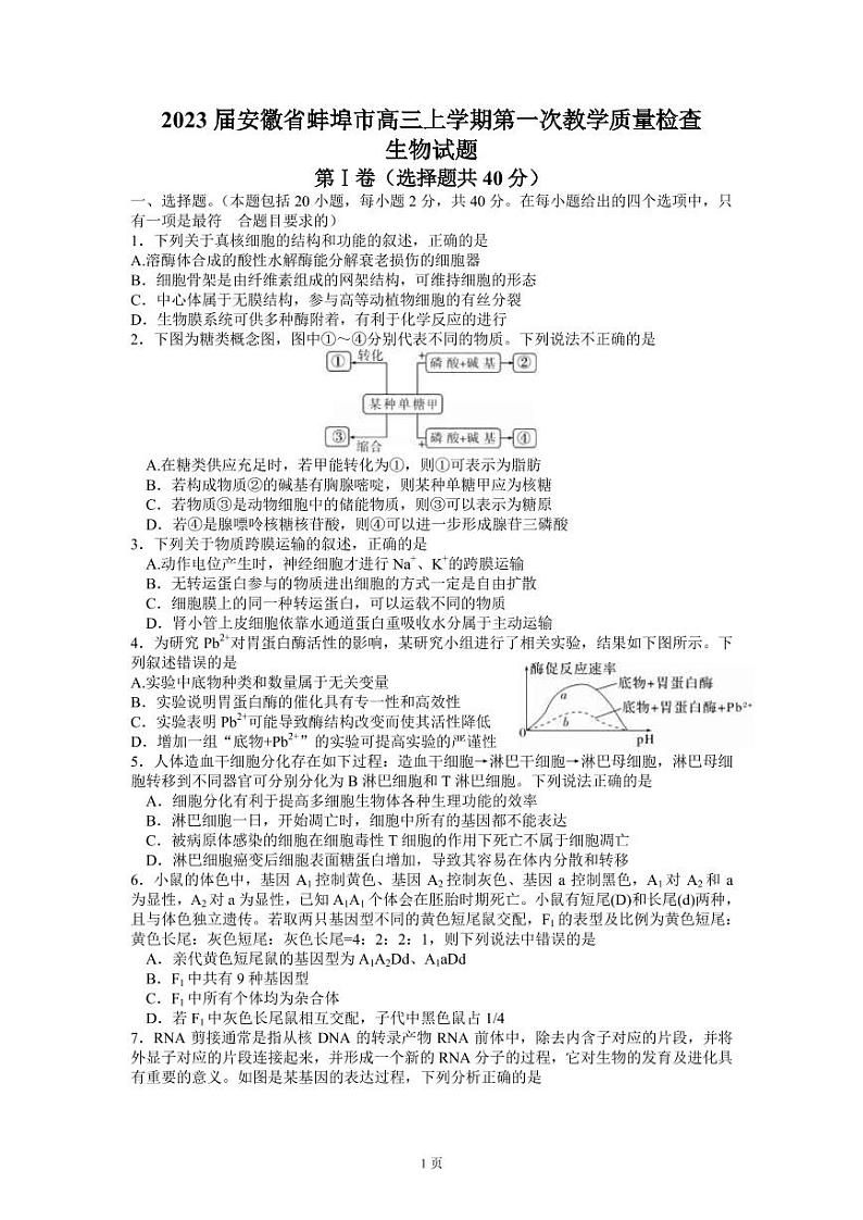 2023届安徽省蚌埠市高三上学期第一次教学质量检查试题 生物（PDF版）01