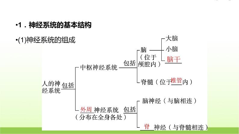 人教版高中生物选择性必修1第2章第1节神经调节的结构基础课件05