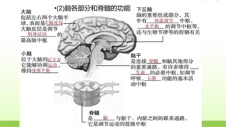 人教版高中生物选择性必修1第2章第1节神经调节的结构基础课件06