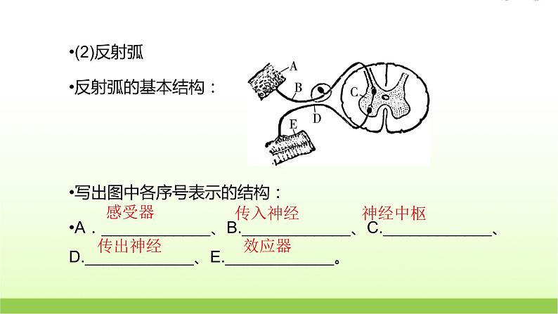 人教版高中生物选择性必修1第2章第2节神经调节的基本方式课件06