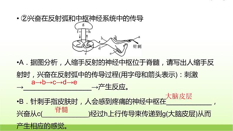 人教版高中生物选择性必修1第2章第2节神经调节的基本方式课件08