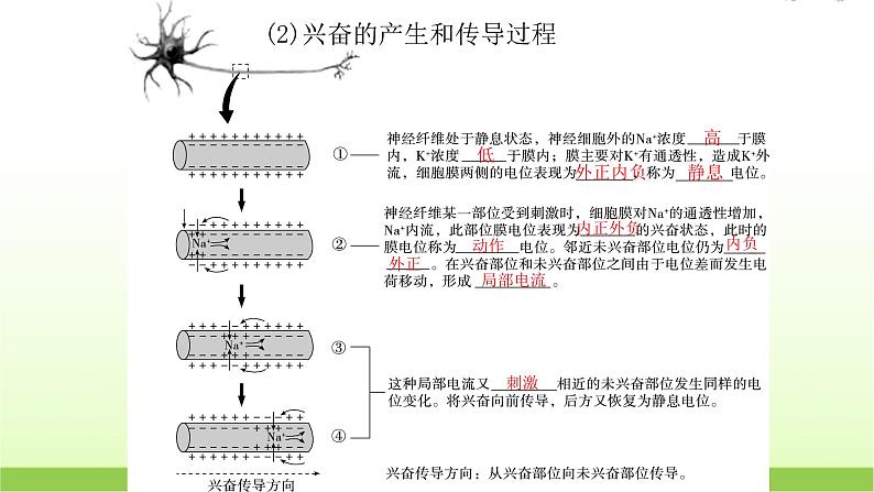 人教版高中生物选择性必修1第2章第3节神经冲动的产生和传导课件06