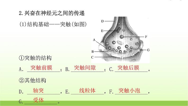 人教版高中生物选择性必修1第2章第3节神经冲动的产生和传导课件07