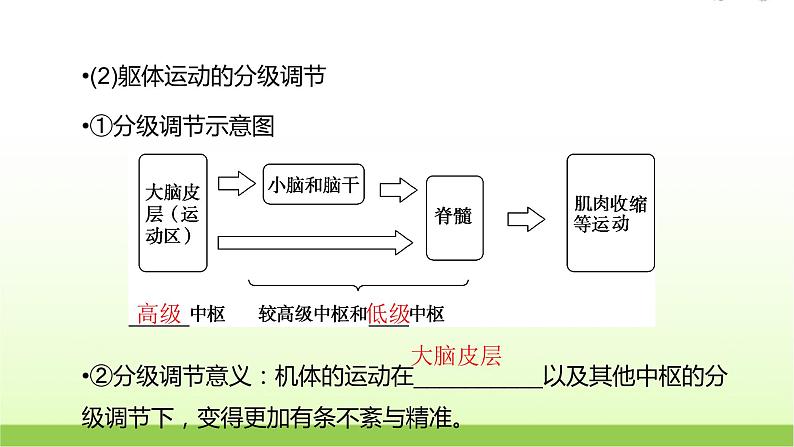 人教版高中生物选择性必修1第2章第4节神经系统的分级调节课件06