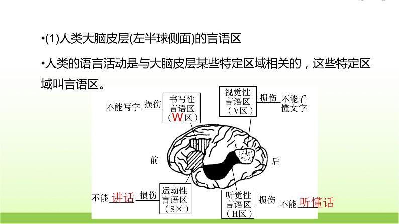 人教版高中生物选择性必修1第2章第5节人脑的高级功能课件第6页