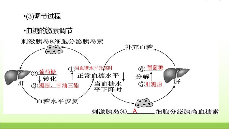 人教版高中生物选择性必修1第3章第2节激素调节的过程课件第7页