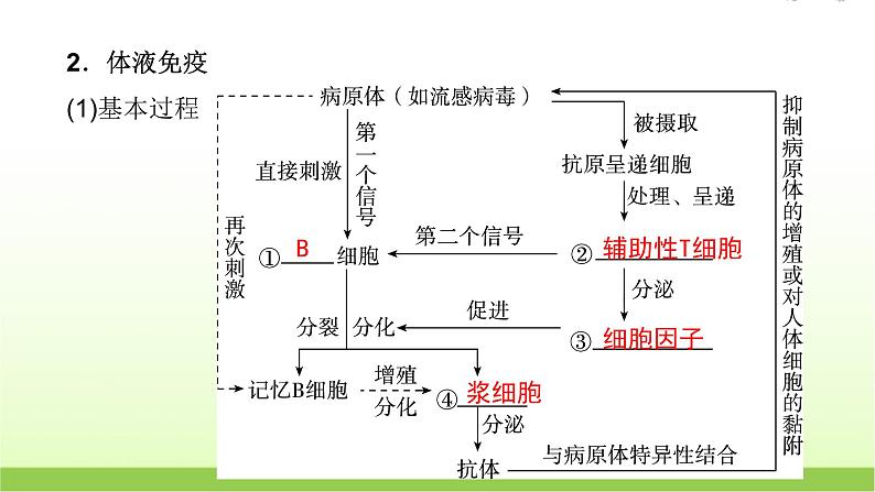 人教版高中生物选择性必修1第4章第2节特异性免疫课件第6页