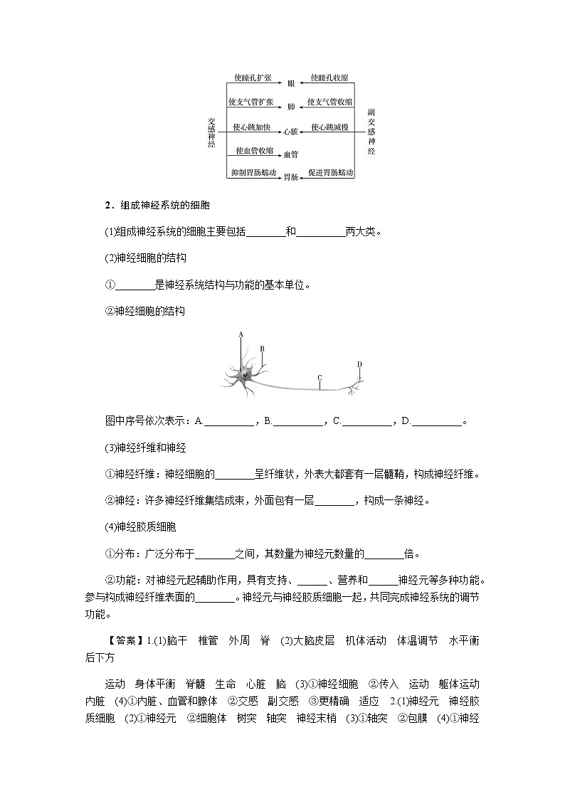 人教版高中生物选择性必修1第2章第1节神经调节的结构基础学案03