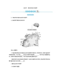 人教版 (2019)选择性必修1第4节 神经系统的分级调节导学案
