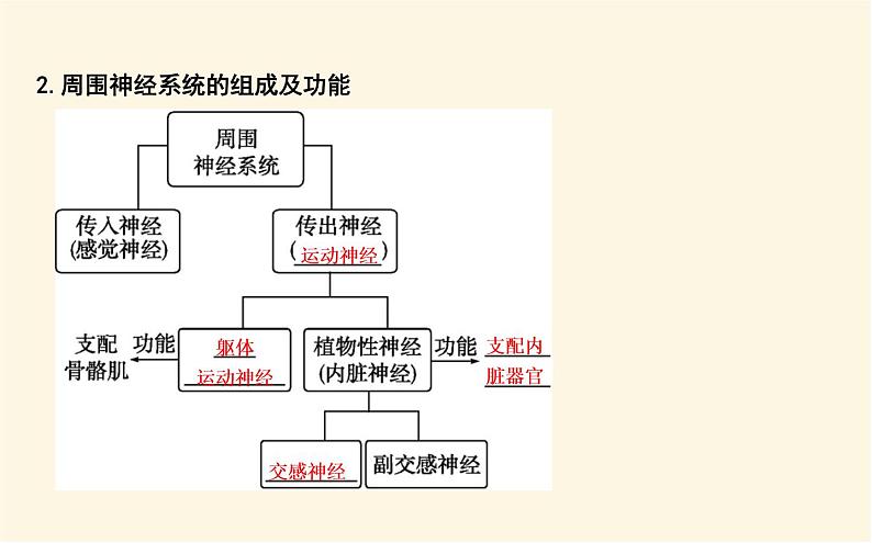 浙科版(2019)高中生物选择性必修1第二章第一节神经系统是神经调节的结构基础课件06