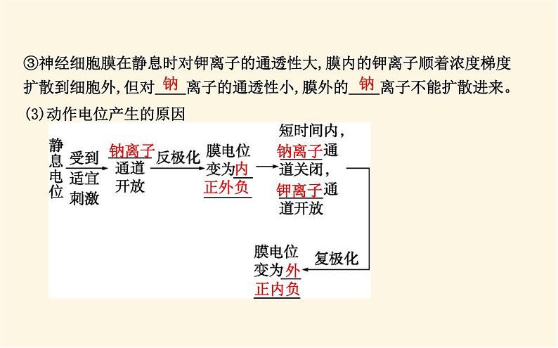 浙科版(2019)高中生物选择性必修1第二章第二节神经冲动的产生和传导课件07