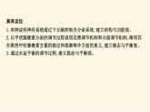 浙科版(2019)高中生物选择性必修1第三章第二节神经系统通过下丘脑控制内分泌系统课件