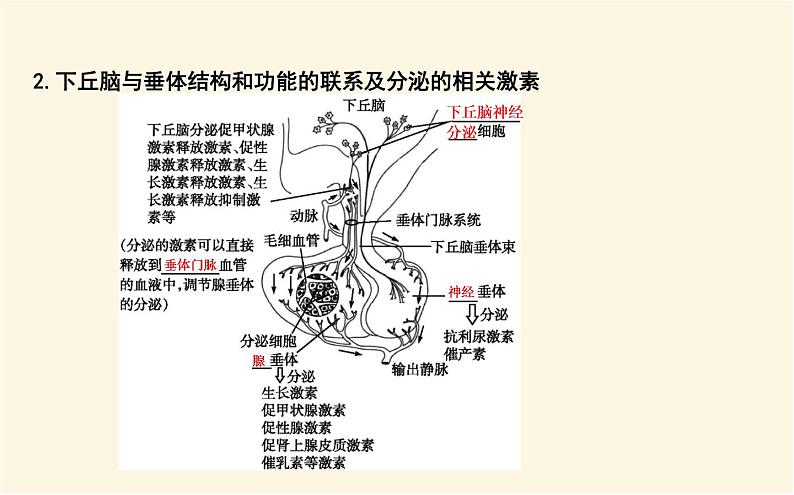 浙科版(2019)高中生物选择性必修1第三章第二节神经系统通过下丘脑控制内分泌系统课件06