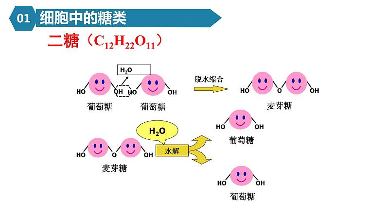 人教版高一生物必修一课件2.3细胞中的糖类和脂质08