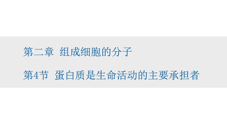 人教版高中生物必修一课件2.4蛋白质是生命活动的主要承担者01