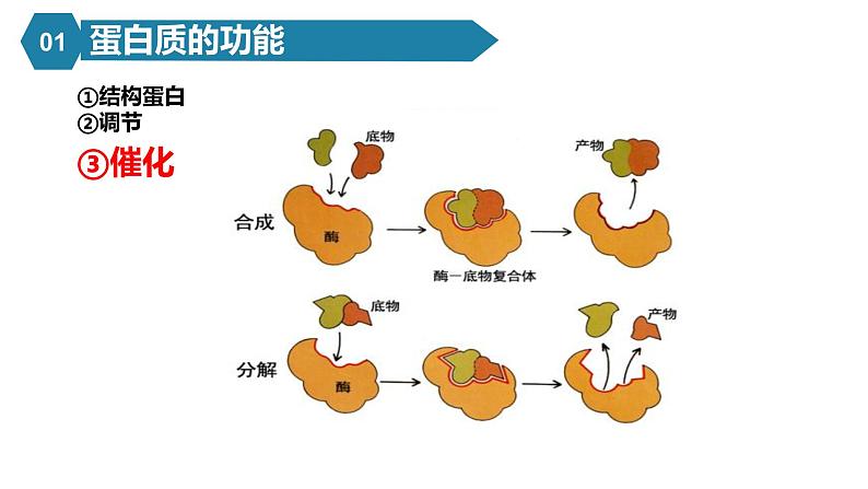 人教版高中生物必修一课件2.4蛋白质是生命活动的主要承担者06