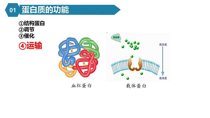 人教版高中生物必修一课件2.4蛋白质是生命活动的主要承担者07