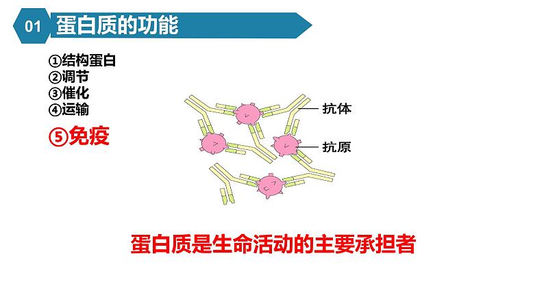 人教版高中生物必修一课件2.4蛋白质是生命活动的主要承担者08