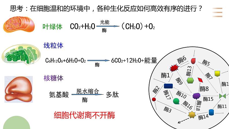 5.1 酶的作用和本质课件2022-2023学年高一上学期生物人教版必修1第7页