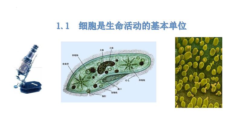 1.1细胞是生命活动的基本单位课件2022-2023学年高一上学期生物人教版必修1第1页