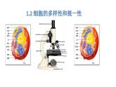 1.2 细胞的多样性和统一性课件2022-2023学年高一上学期生物人教版必修1