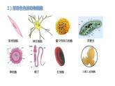 1.2 细胞的多样性和统一性课件2022-2023学年高一上学期生物人教版必修1