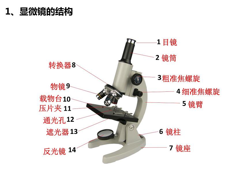 1.2细胞的多样性和统一性 2课时 课件2022-2023学年高一上学期生物人教版必修105