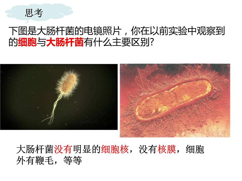 1.2细胞的多样性和统一性 2课时 课件2022-2023学年高一上学期生物人教版必修103